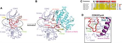 Unveiling the noncanonical activation mechanism of CDKs: insights from recent structural studies